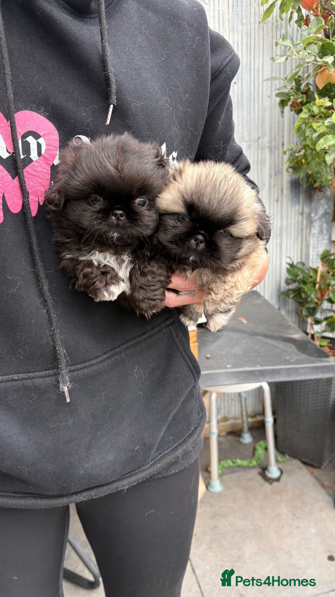 Pekingese dogs 💙 TINY SLEEVE MALES AVAILABLE 💙 - Advert 6