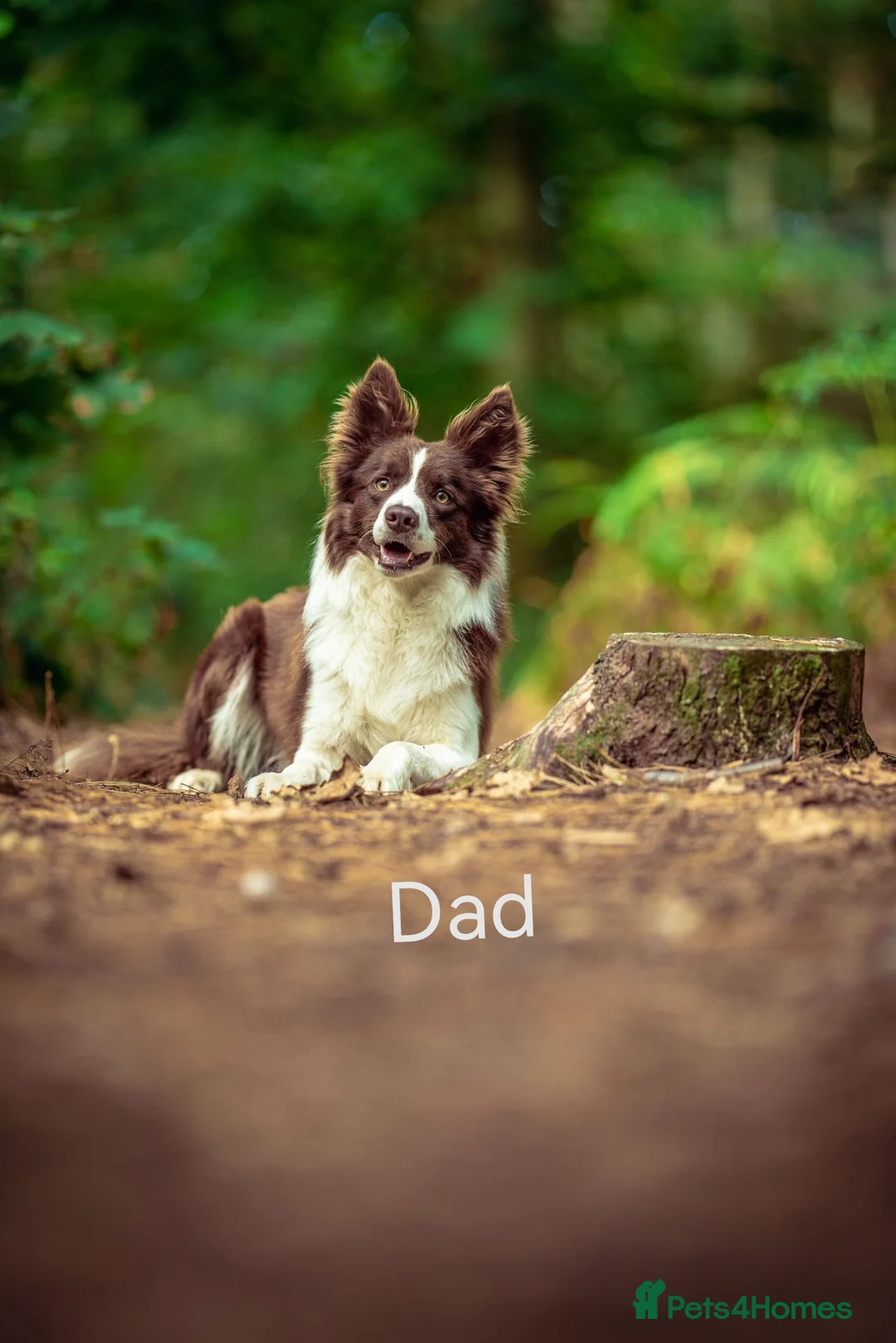 Border Collie dogs for sale: Stunning pure bred Red & White Border collie pups - Advert 37
