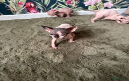 Sphynx cats for sale:  6 Beautiful Sphynx Kittens Ready Soon – 5★ - Image 16
