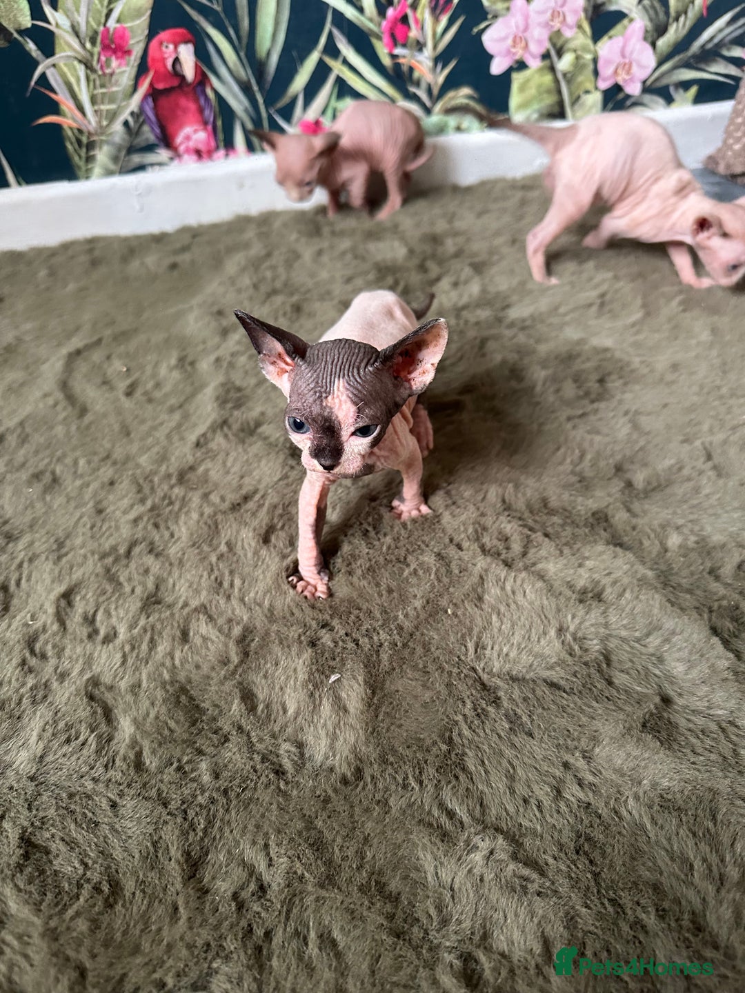 Sphynx cats for sale:  6 Beautiful Sphynx Kittens Ready Soon – 5★ - Image 16
