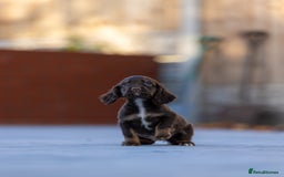 Cocker Spaniel dogs for sale: Cocker spaniel puppies  - Advert 17