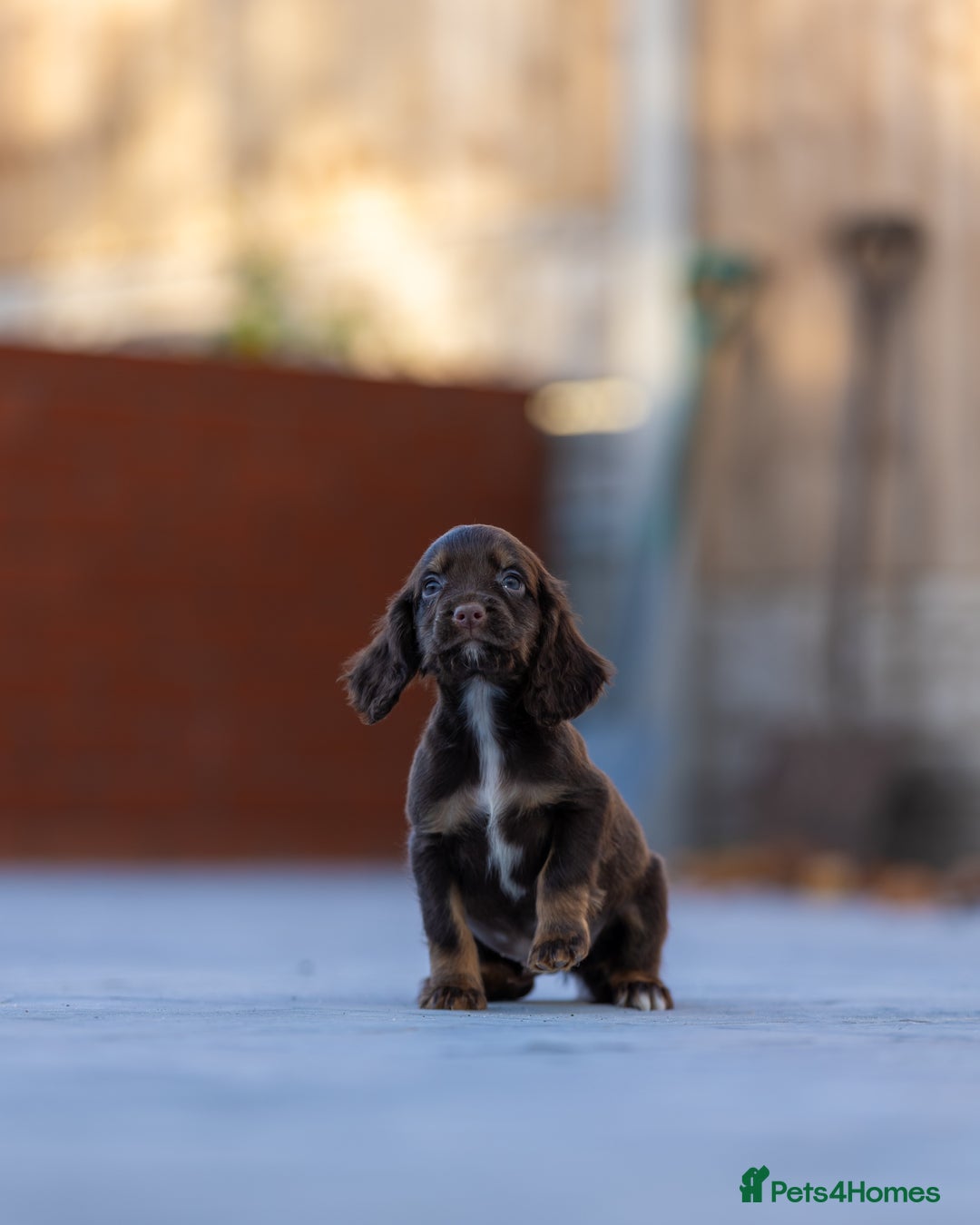 Cocker Spaniel dogs for sale: Cocker spaniel puppies  - Advert 17