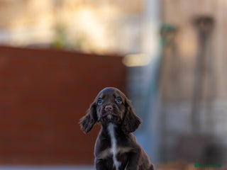Cocker Spaniel dogs Cocker spaniel puppies - Advert 17