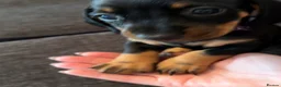 Dachshund dogs for sale: Dachshund puppies ready to go - Advert 16