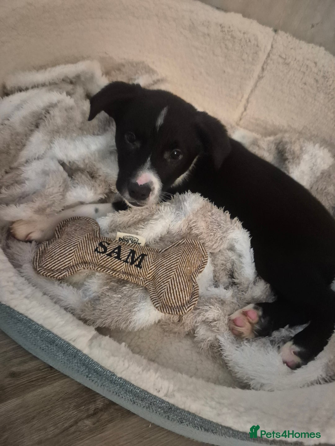 Mixed Breed dogs for sale: Australian Kelpie X Border Collie - Advert 3