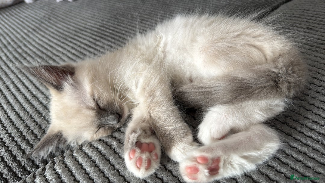 Mixed Breed cats for sale: Ragdoll x Mainecoon boy  - Image 4