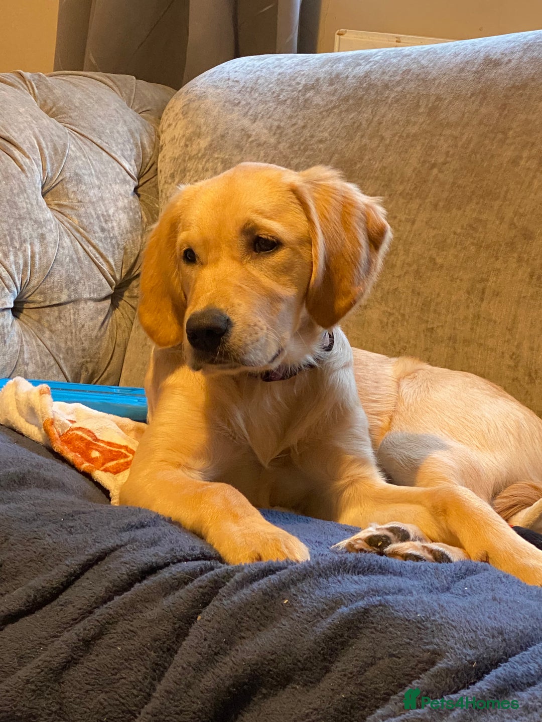 Golden Retriever dogs for sale: 6 month old golden retriever  - Advert 5