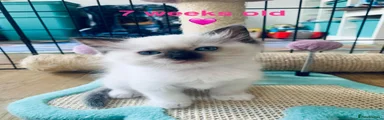 Seal Point Bicolour Ragdoll girl 6