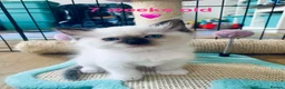 Ragdoll cats for sale: 🐾  Adorable Ragdoll Kittens 🐾 - Advert 4