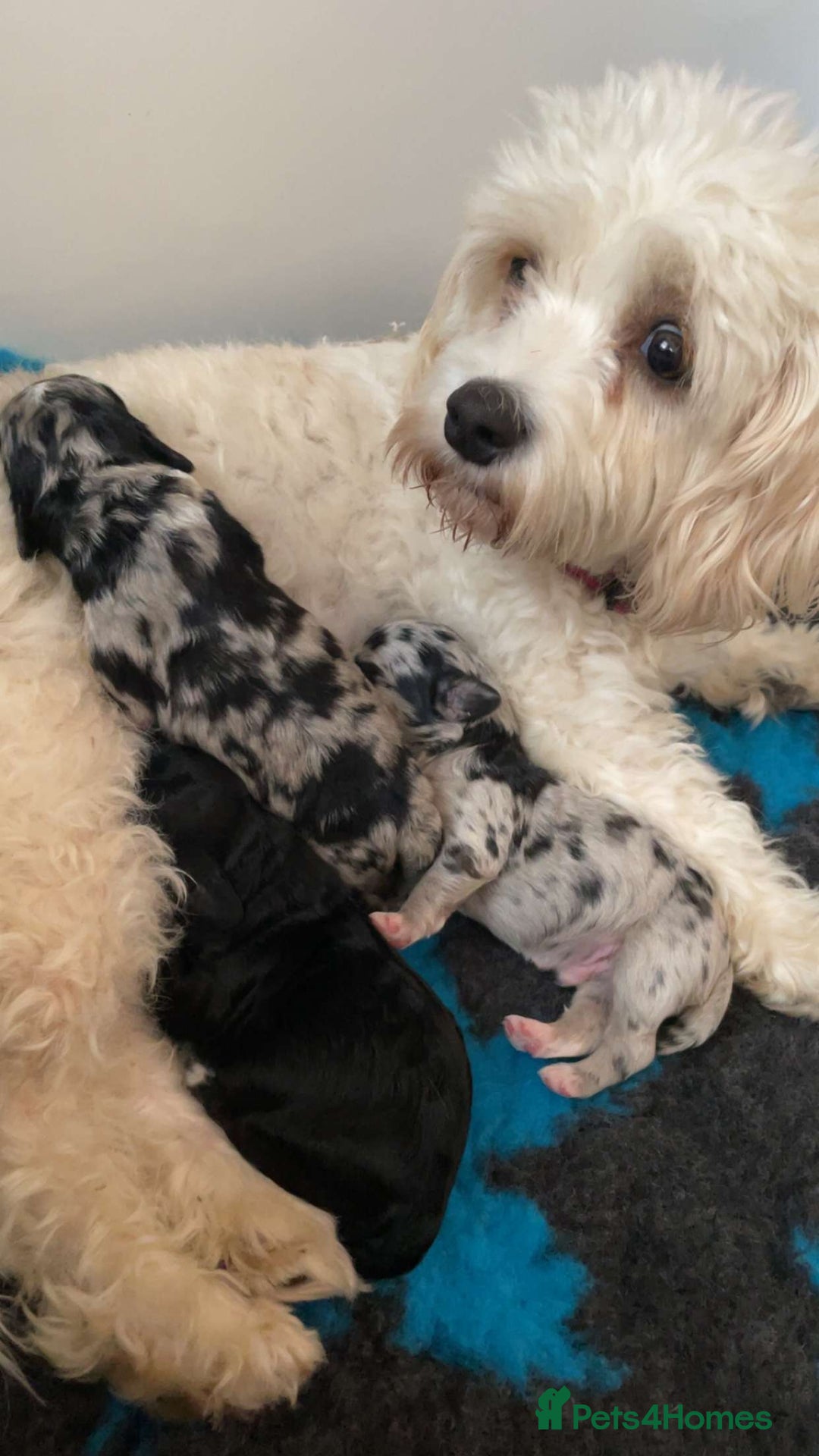 Cavapoochon dogs for sale: Cavapoochon puppy - Advert 7