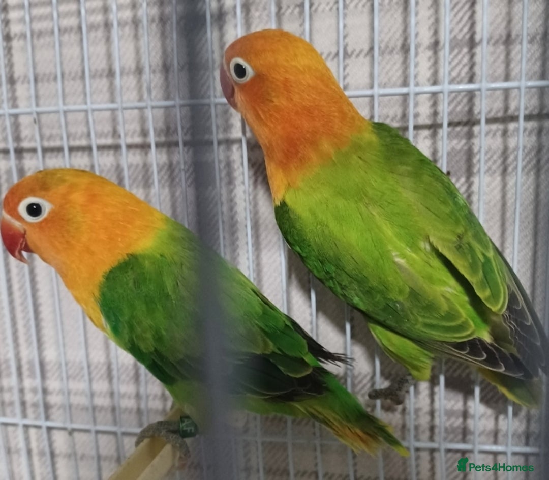Lovebirds birds for sale: EWING OPLINE YELLOW FACTOR LOVEBIRDS  - Advert 8