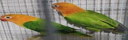 Lovebirds birds for sale: EUWING OPLINE YELLOW FACTOR LOVEBIRDS  - Advert 8