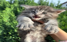 Maine Coon cats for sale: Maine Coon Male- Silver Tabby Kitten  - Image 2
