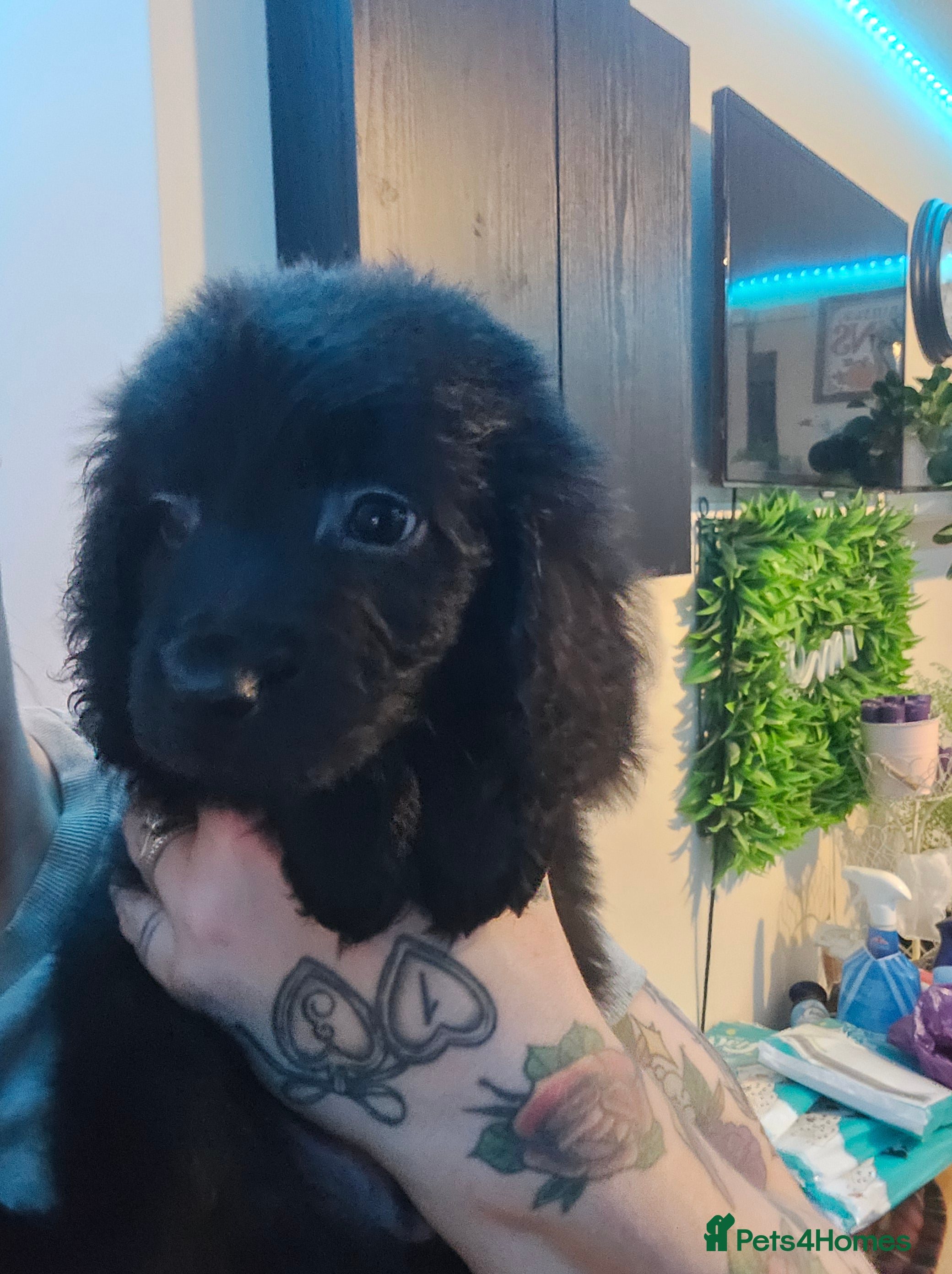 Cocker Spaniel dogs Cockerpoo pups  - Advert 3