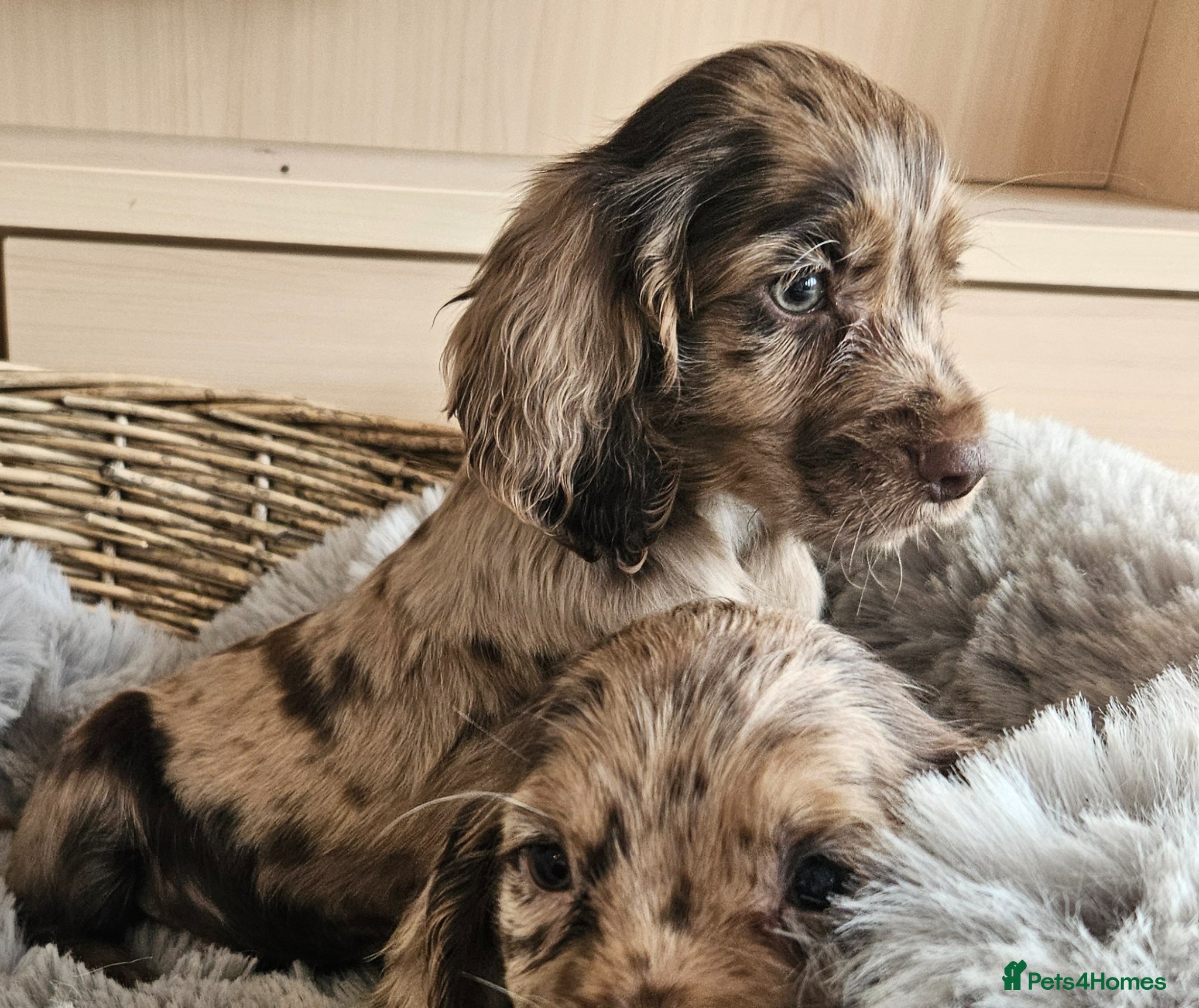 Cocker Spaniel dogs Rare Merle Coloured Working Type Cocker Spaniels - Advert 1