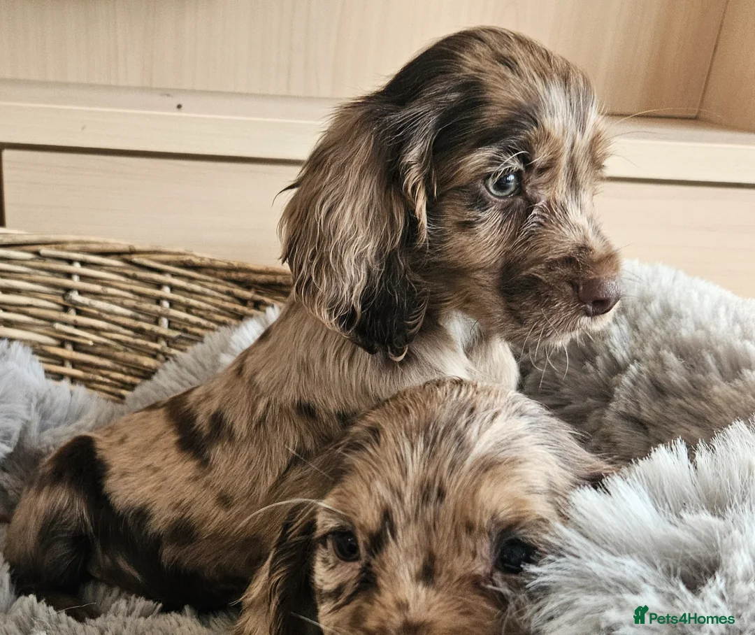 Cocker Spaniel dogs for sale: Rare Merle Coloured Working Type Cocker Spaniels - Advert 1