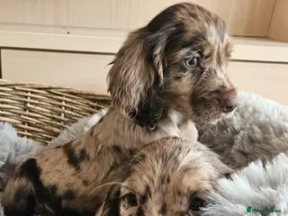 Cocker Spaniel dogs Rare Merle Coloured Working Type Cocker Spaniels - Advert 1
