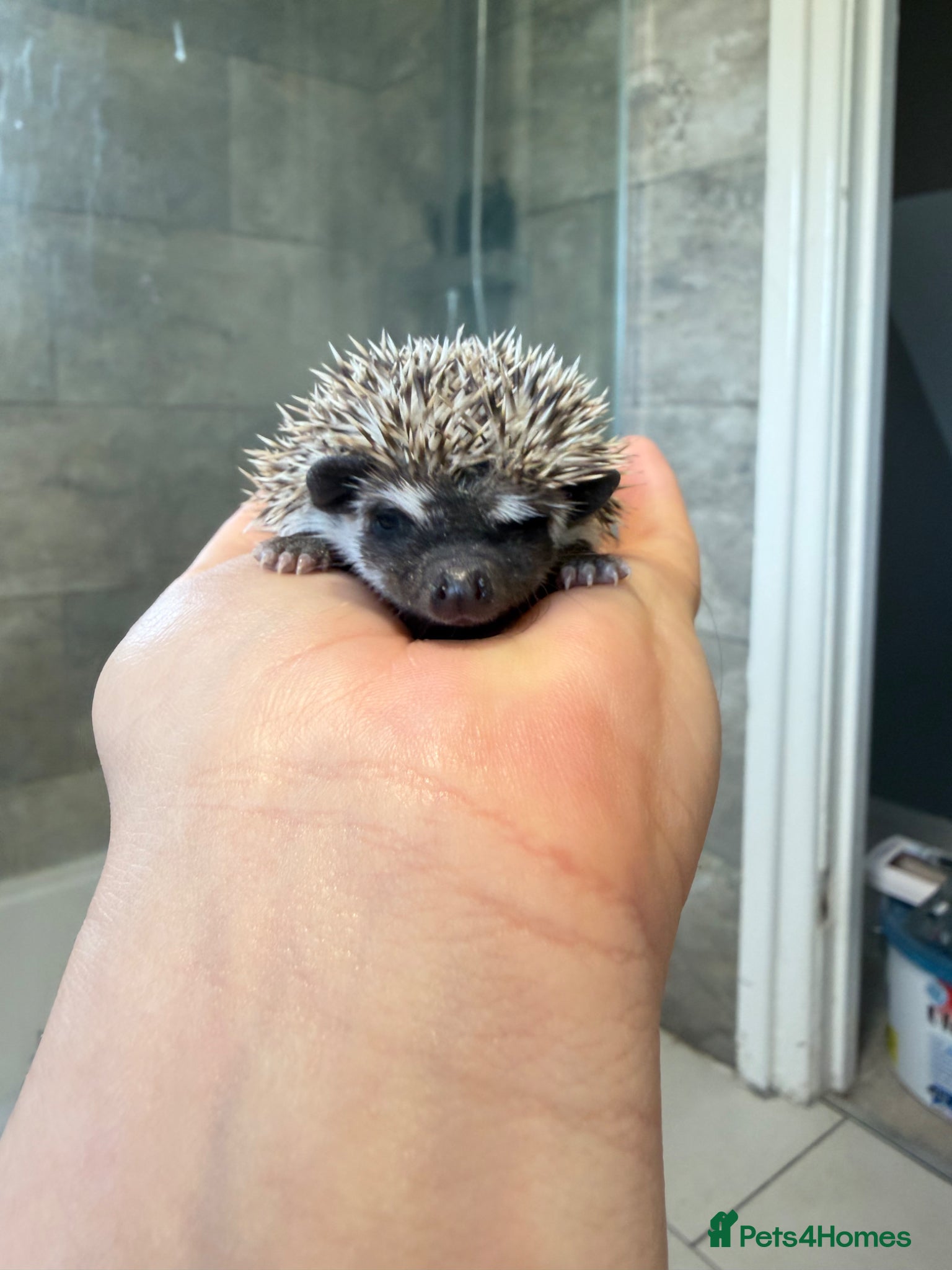 Pygmy Hedgehog rodents African Pygmy hedgehogs available to reserve  - Advert 9