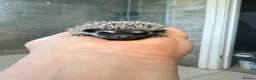 Pygmy Hedgehog rodents for sale: African Pygmy hedgehogs available to reserve  - Advert 6