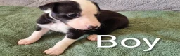 Whippet dogs for sale: Whippet x Greyhound in Atherstone - Advert 4