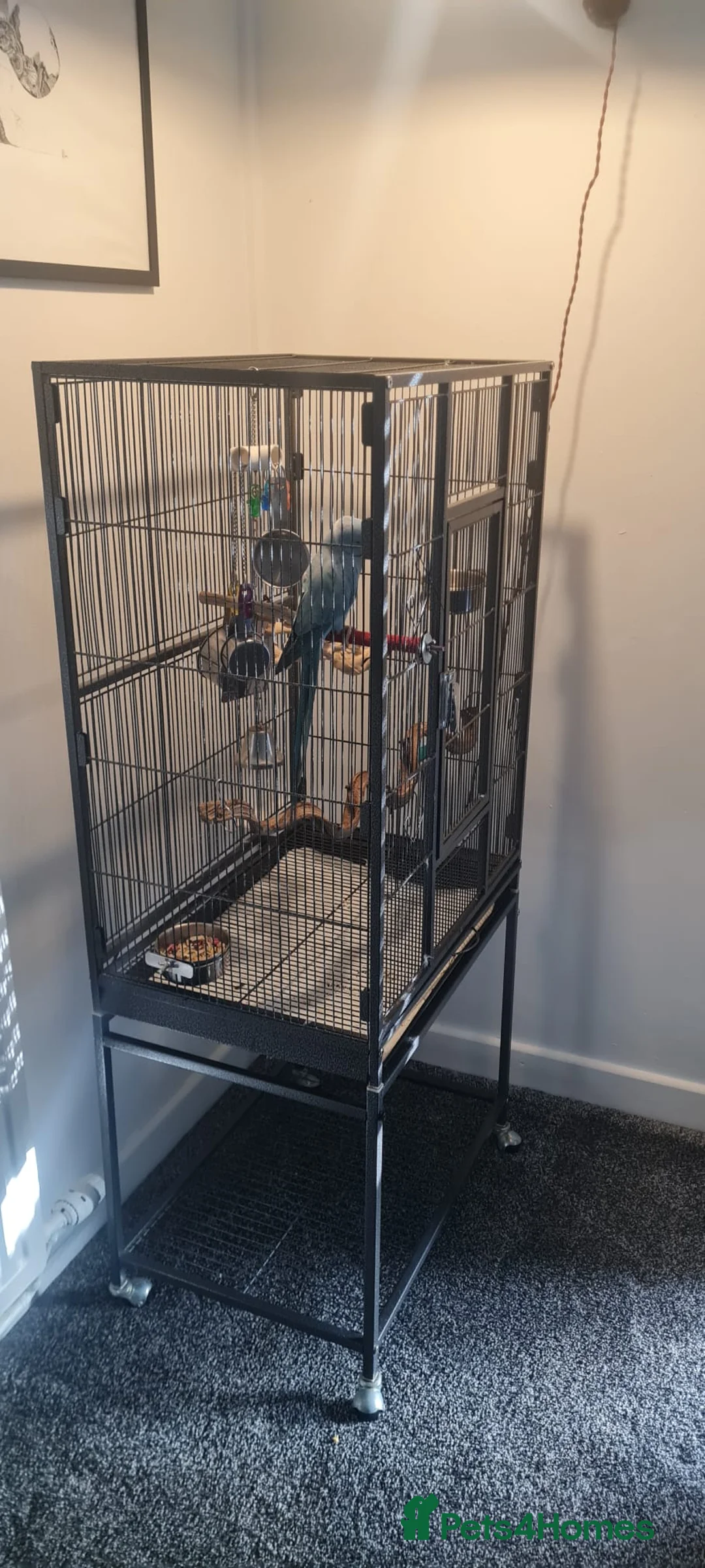 Parakeets birds for sale: Blue Male Indian Ringneck Parakeet in Swansea - Advert 2