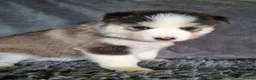 Pomsky dogs for sale: Stunning Pomsky Puppies  - Advert 31