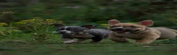 American Bully dogs for sale: American Micro Bullies  - Advert 11