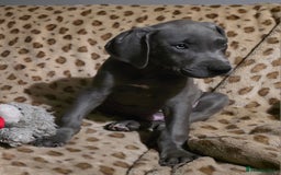 Great Dane dogs for sale: Great dane puppies for sale  - Image 4