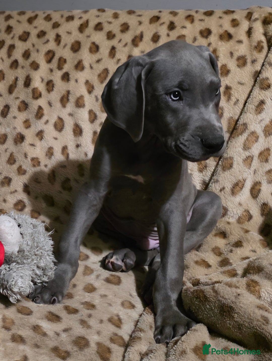 Great Dane dogs for sale: Great dane puppies for sale  - Image 4