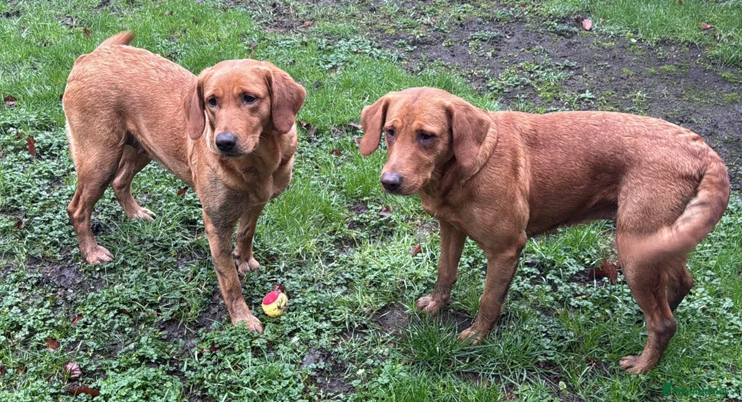 Goldador dogs for sale: BORN FROM HIP, ELBOW AND DNA PERFECT PARENTS - Advert 26