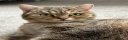 British Shorthair cats for sale: Golden Ticked Tabby GCCF British Shorthair - Advert 1