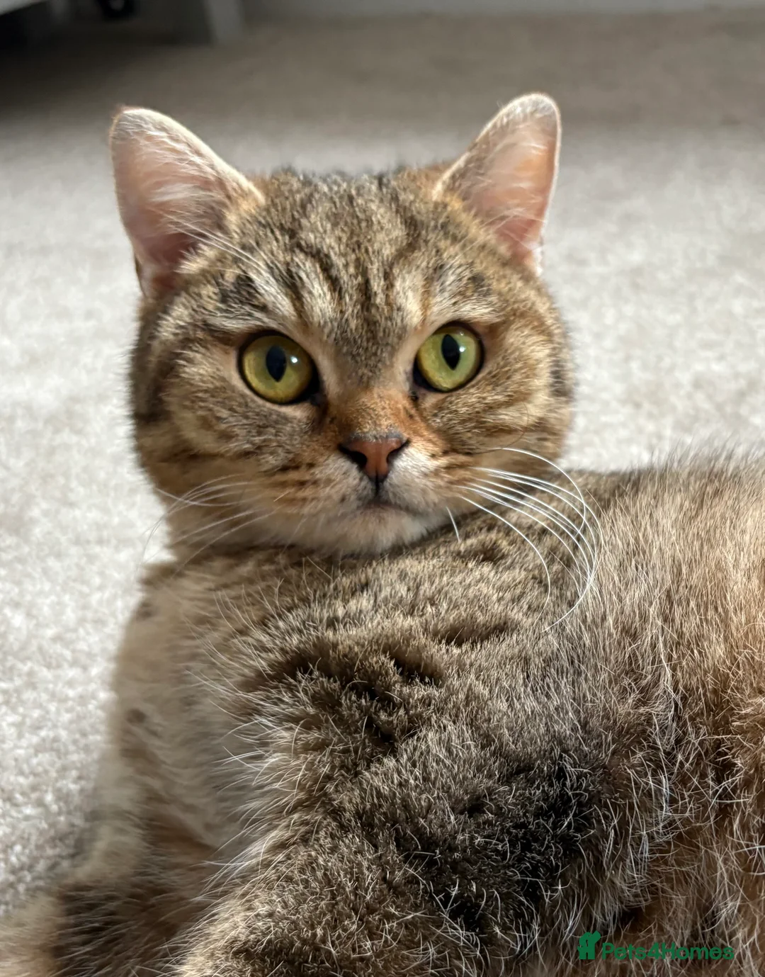 British Shorthair cats for sale: Golden Ticked Tabby GCCF British Shorthair - Advert 1