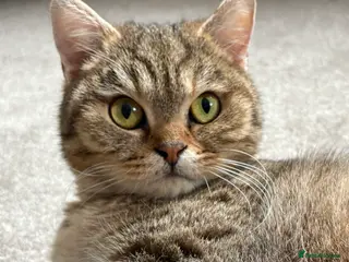 British Shorthair cats Golden Ticked Tabby Active GCCF British Shorthair - Advert 14