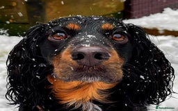Cockapoo dogs for sale: Reggie Looking For A New Home  6 yr old Cockerpoo  - Image 11