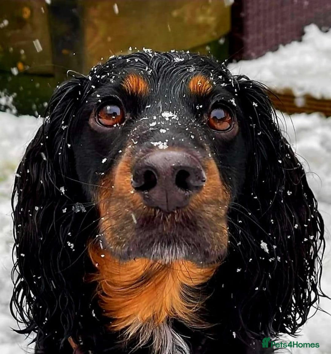 Cockapoo dogs for sale: Reggie Looking For A New Home  6 yr old Cockerpoo  - Image 11