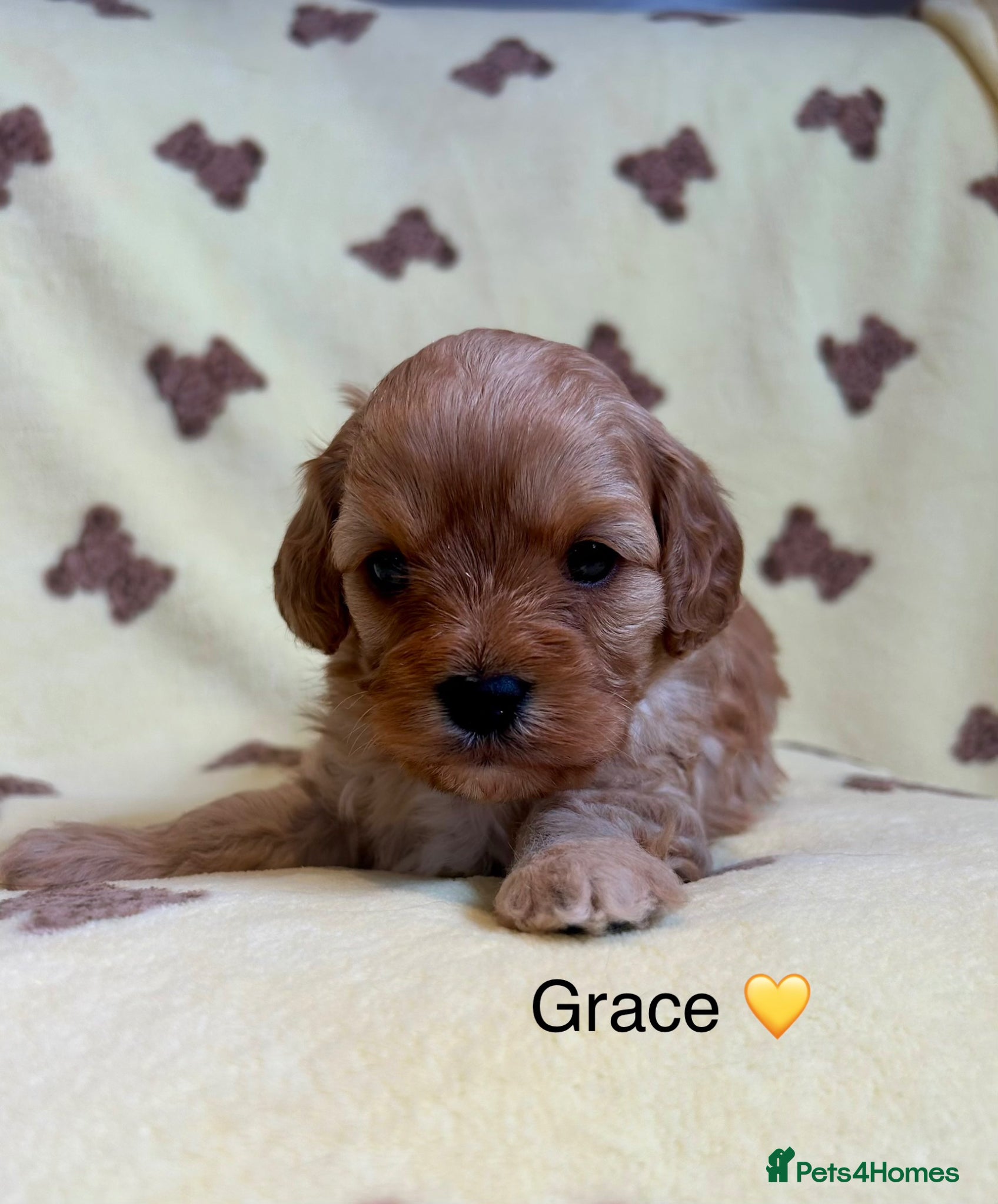 Cavapoo dogs F1 Rainbow litter of Cavapoo cuties  - Advert 2