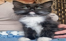 Ragdoll cats for sale: 6 CROSS RAGDOLL KITTENS WAITING FOR A LOVING HOME - Image 16