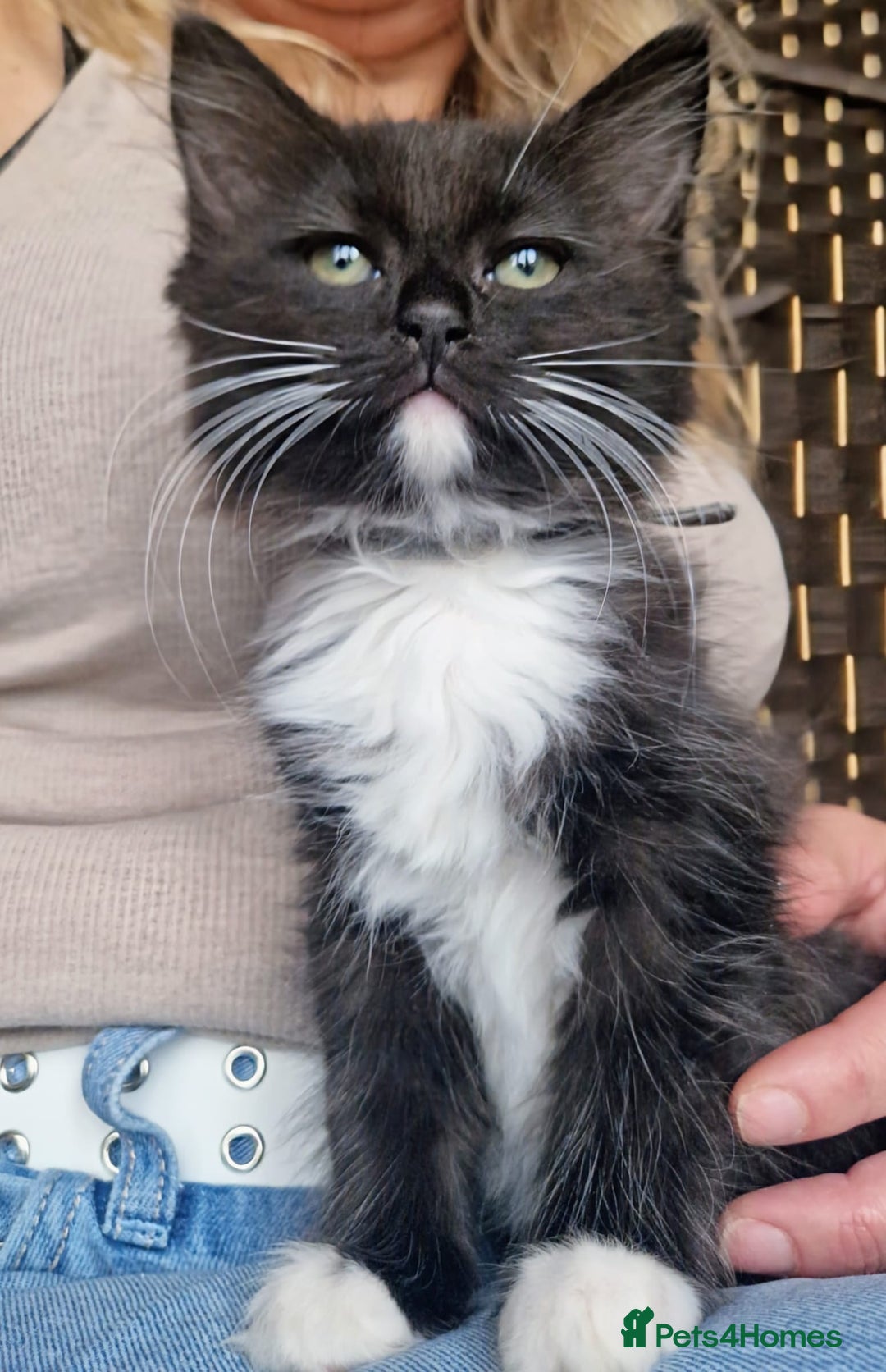 Ragdoll cats for sale: 6 CROSS RAGDOLL KITTENS WAITING FOR A LOVING HOME - Image 16