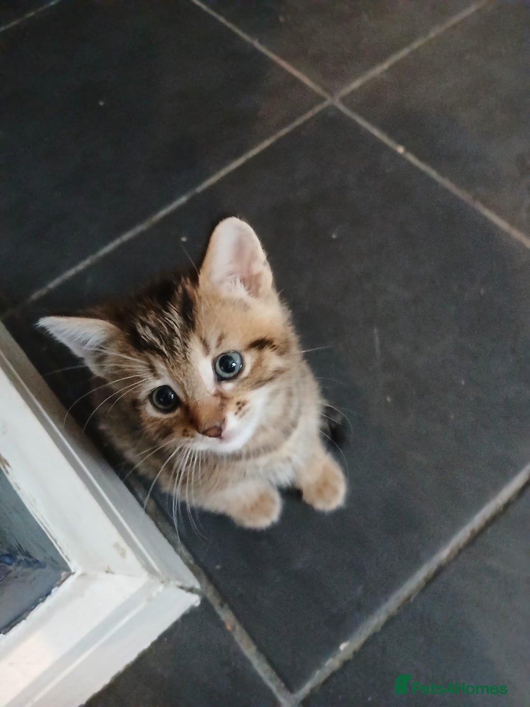 Mixed Breed cats for sale: Beautiful hand reared kittens  - Image 16