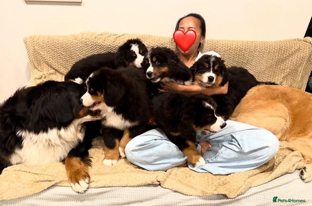 Bernese Mountain Dog dogs for sale: Bernese Mountain Dog Puppies - Image 4