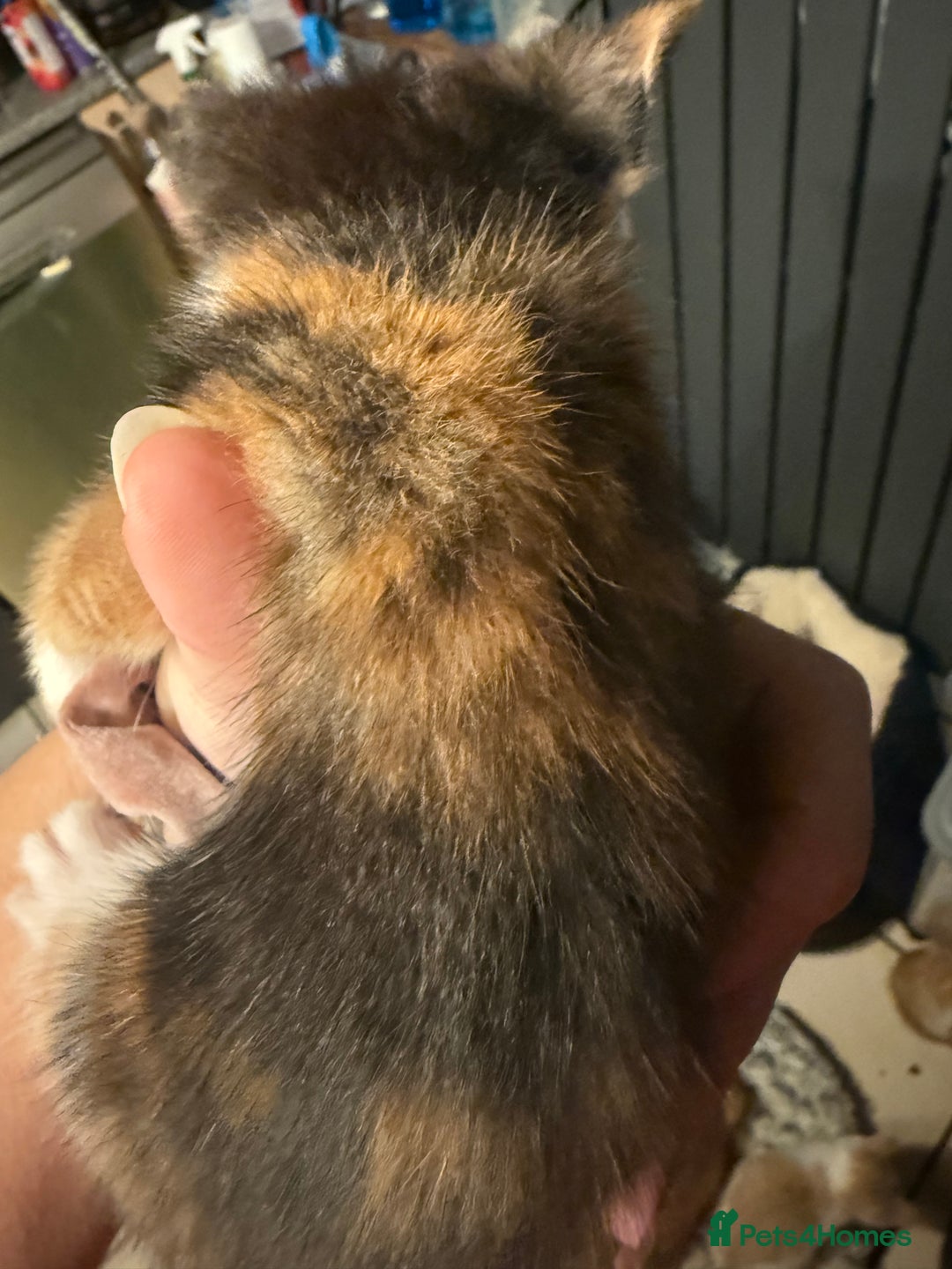 British Shorthair cats for sale: 2 girls +1 boy kitten ready to leave straight away - Image 6