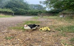 Ducks poultry for sale: Muscovy duck with 8 ducklings  - Image 7