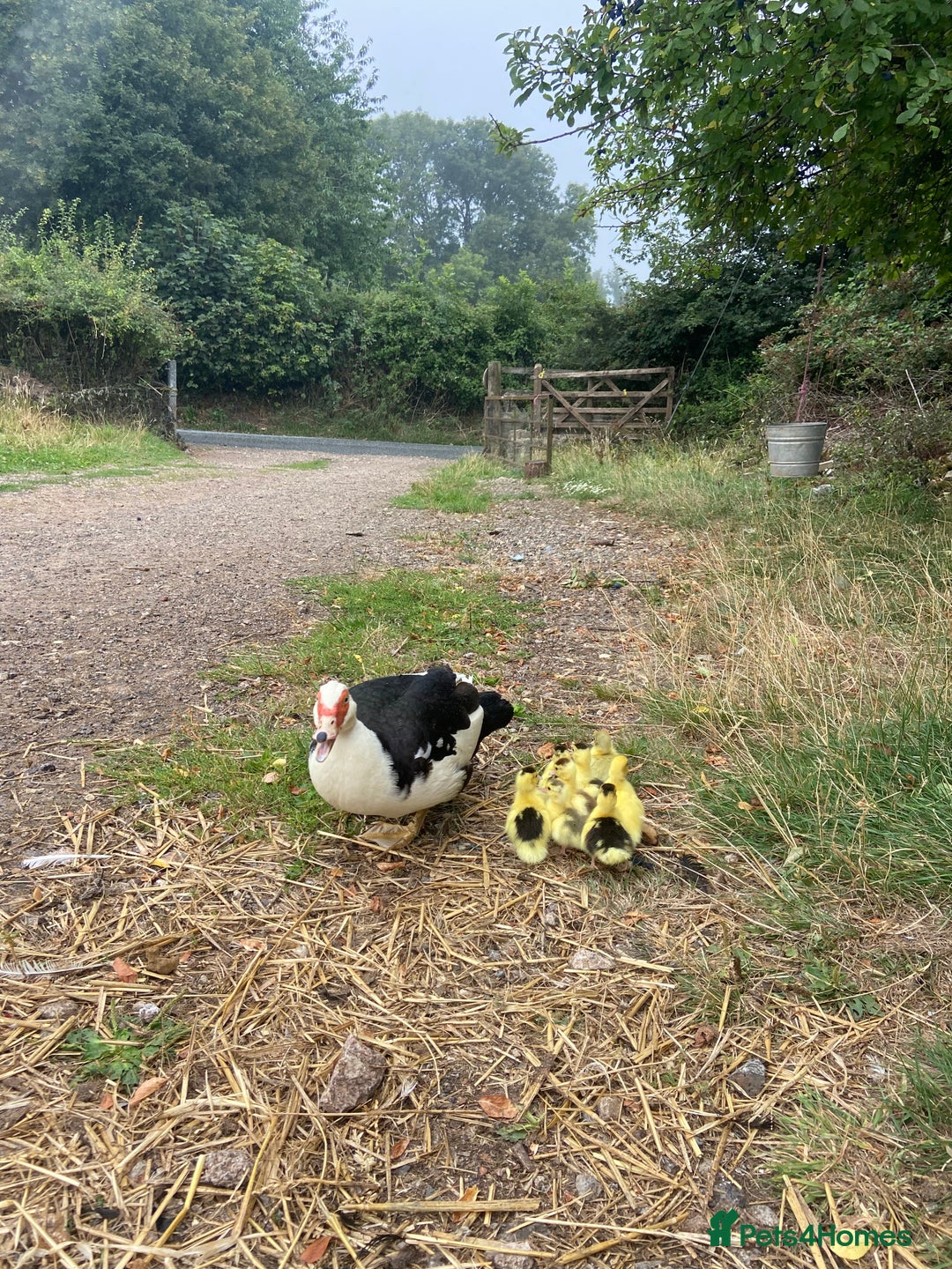 Ducks poultry for sale: Muscovy duck with 8 ducklings  - Image 7