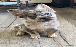 French Bulldog dogs for sale: Quality health clear fluffy French bulldogs  - Image 3