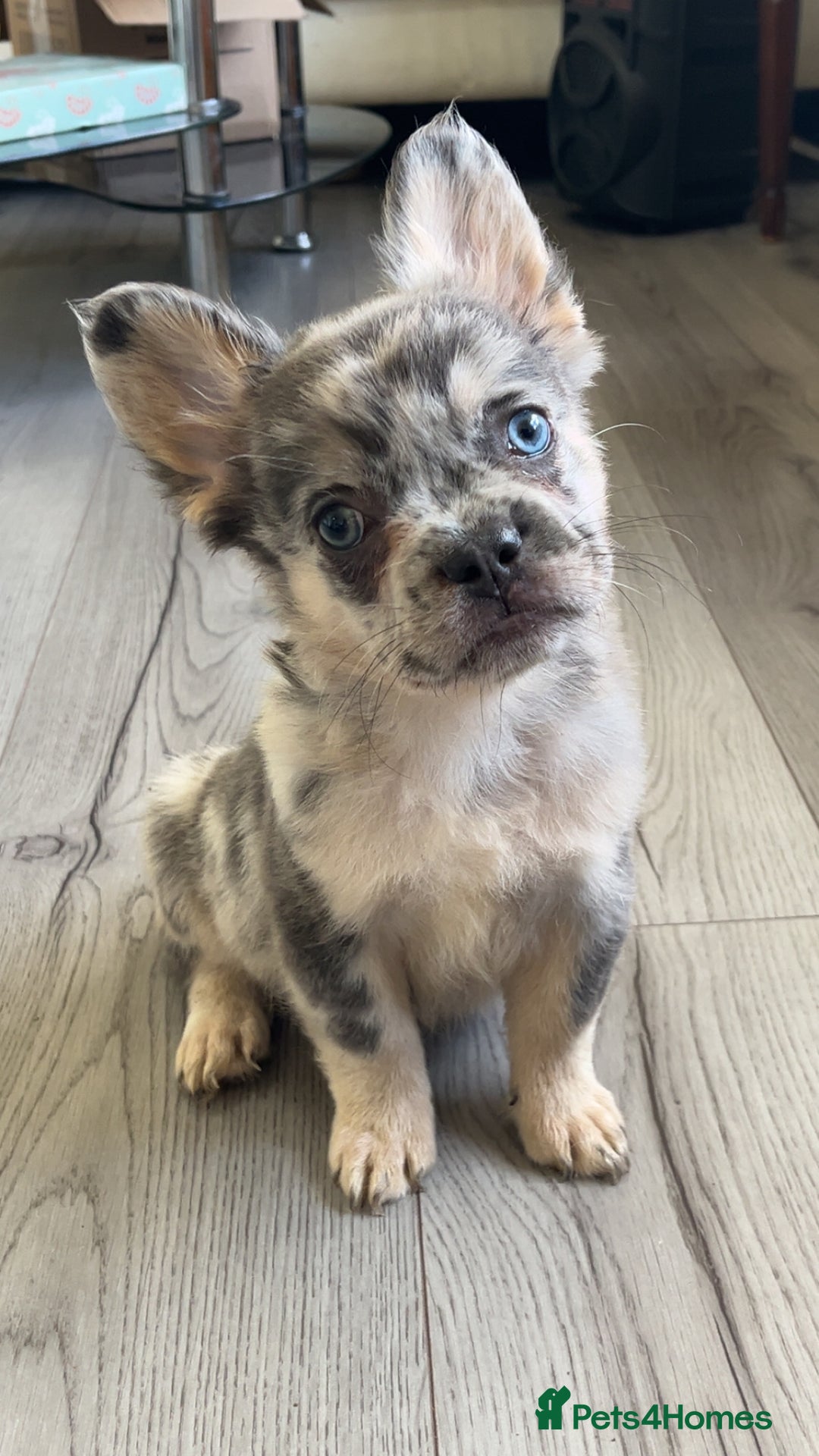 French Bulldog dogs for sale: Quality health clear fluffy French bulldogs  - Image 3