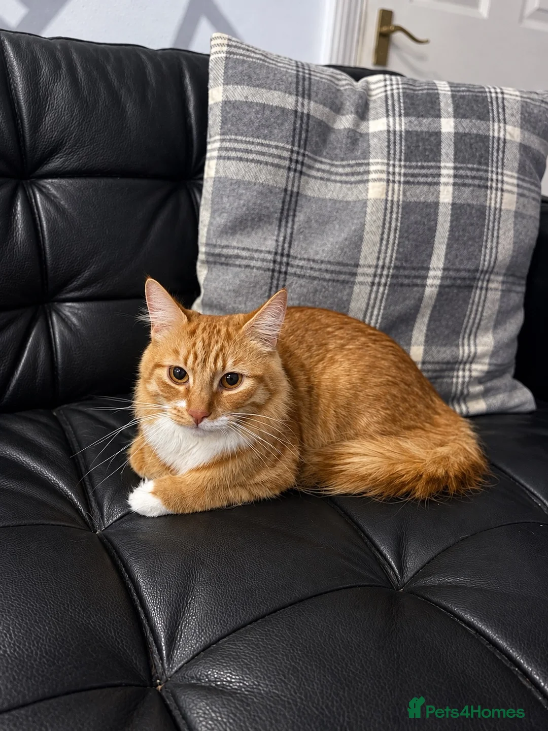 British Longhair cats for sale: Domestic longhair  - Advert 1