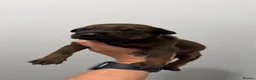 Dobermann dogs for sale: 15 Doberman X Puppies - WORKING | SPORT HOMES!!  - Advert 18