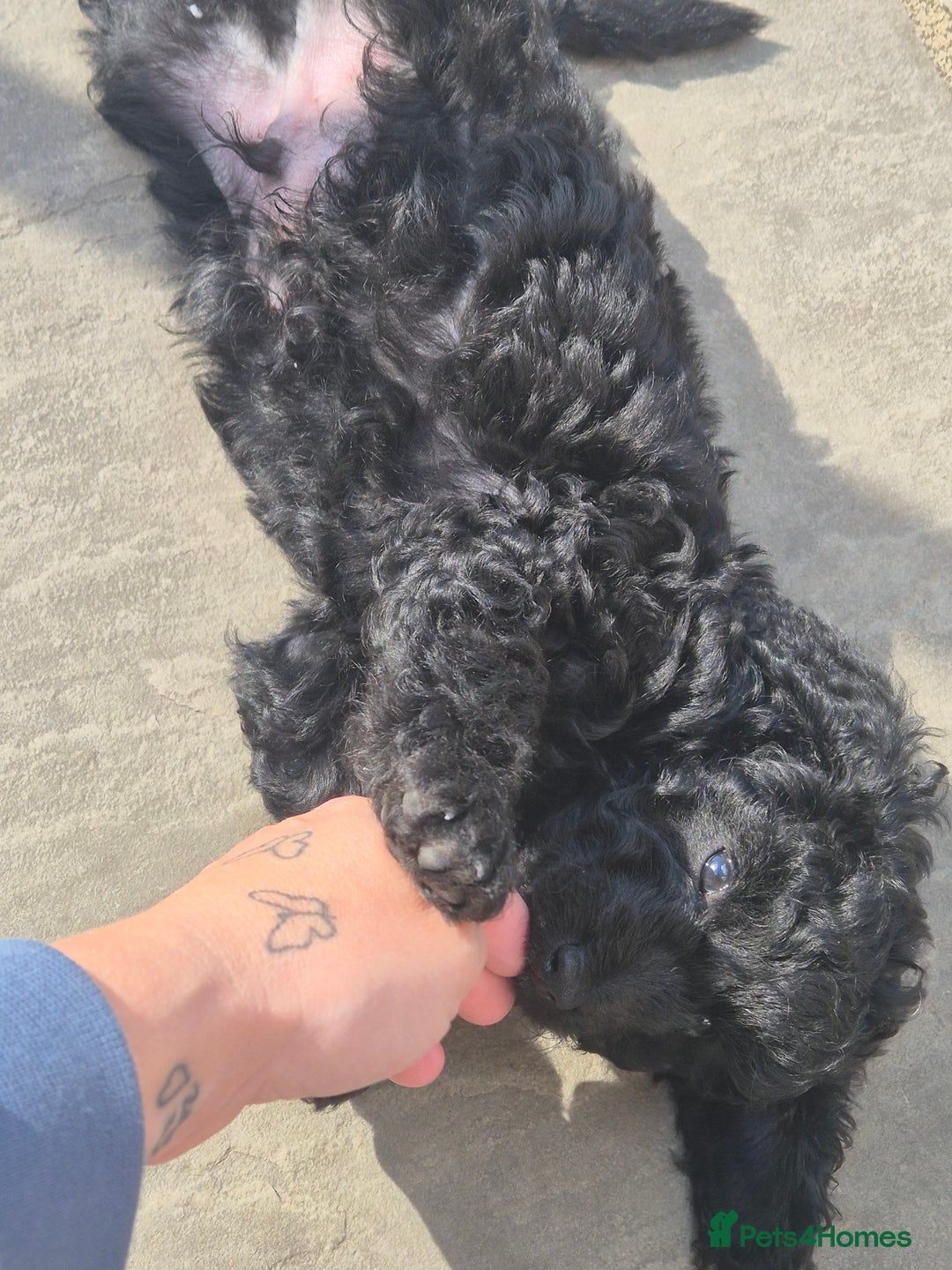 Maltipoo dogs for sale: Maltipoo puppies ready now  - Image 23