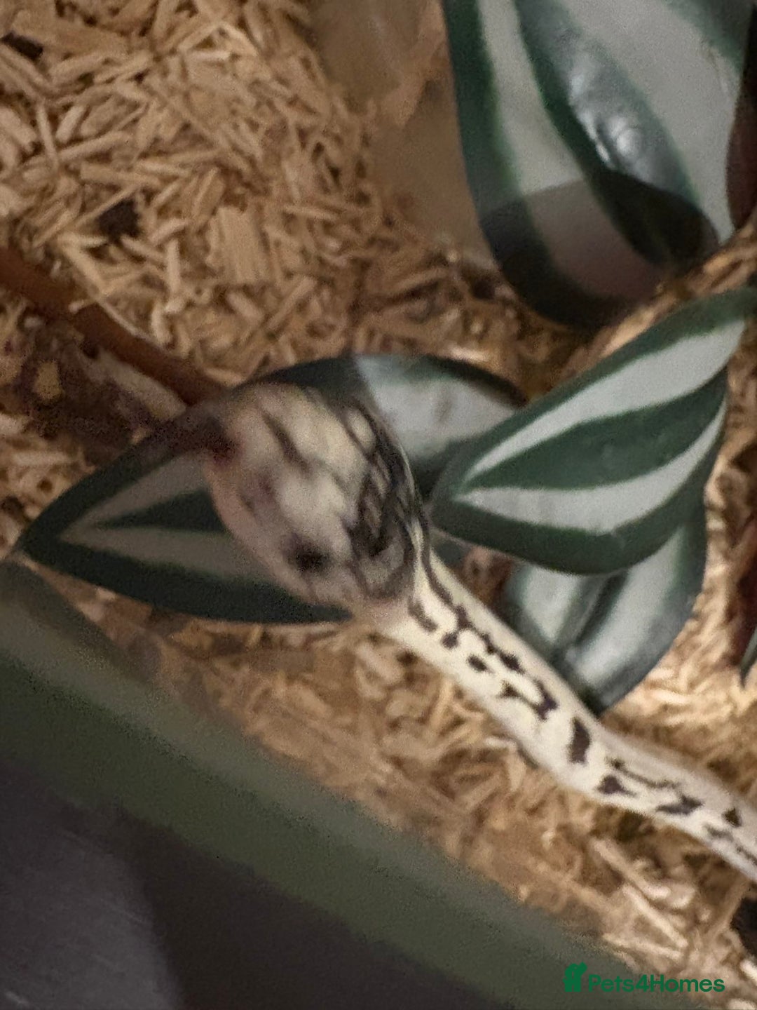 King Snake reptiles for sale: CALIFORNIA KING SNAKE - Advert 6