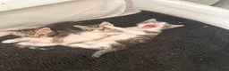 Bengal cats for sale: 🐾 Gorgeous Bengal Kittens – 3 Boys & 1 Girl 🐾 - Advert 17